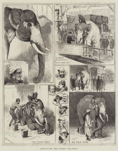 Arrival of the White Elephant from Burmah by Alfred Courbould